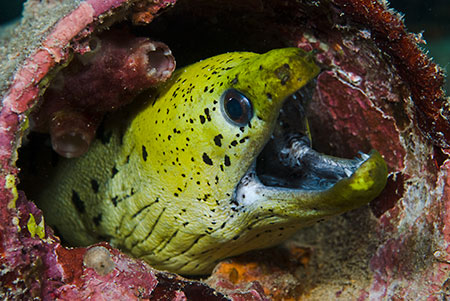 Fimbriated_moray_L2251_15_Mabul