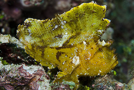 Leaf_scorpionfish_L2254_19_Maratua