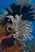 Feather_star_L2253_07_Maratua