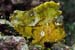 Leaf_scorpionfish_L2254_19_Maratua