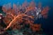 Sea_fan_L2266_32_Maratua