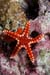 Starfish_L2246_30_Kapalai