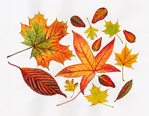 Autumn leaves