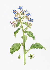 Borage