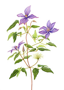 Clematis 'Bagatelle'