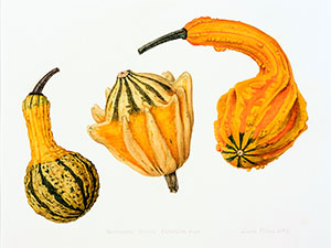 Ornamental Gourds
