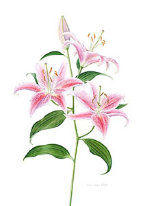 Oriental Lilies