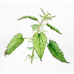 Nettle