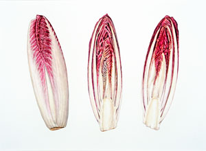 Red Chicory