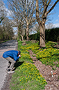 Ranunculus_ficaria_LP0562_04_Staffhurst_Wood