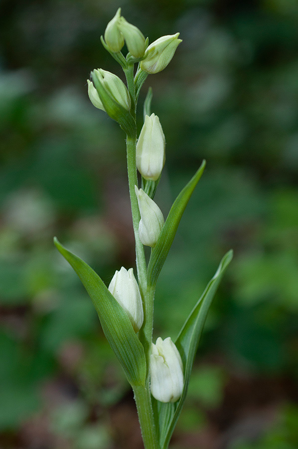 Cephalanthera_damasonium_Priest_Hill1