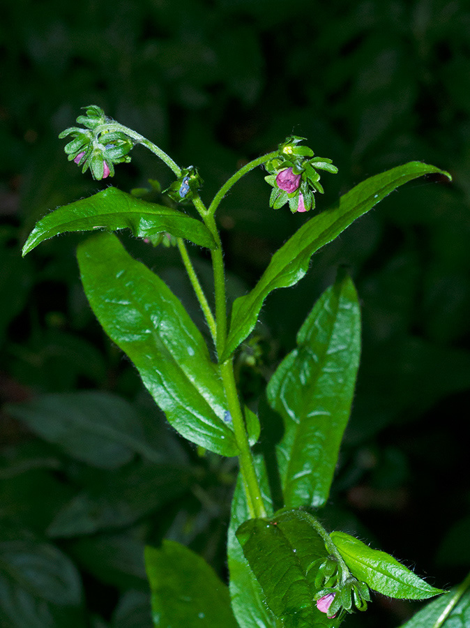 Cynoglossum_germanica_Box_Hill2