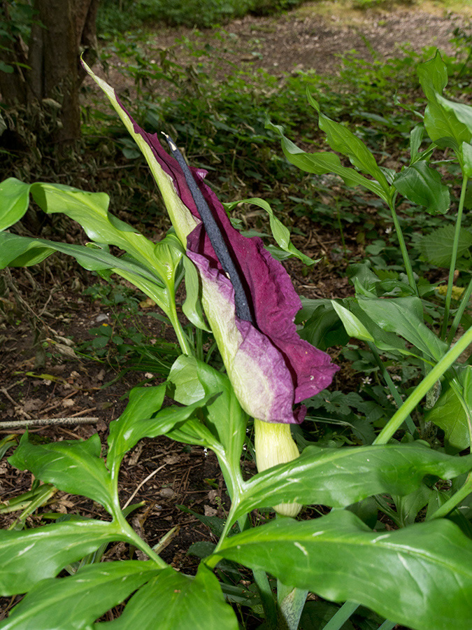 Dracunculus_vulgaris_Frylands3