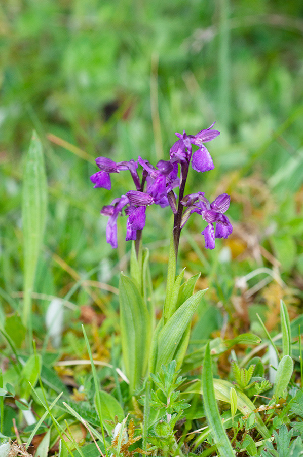 Anacamptis_morio_Howell_Hill2