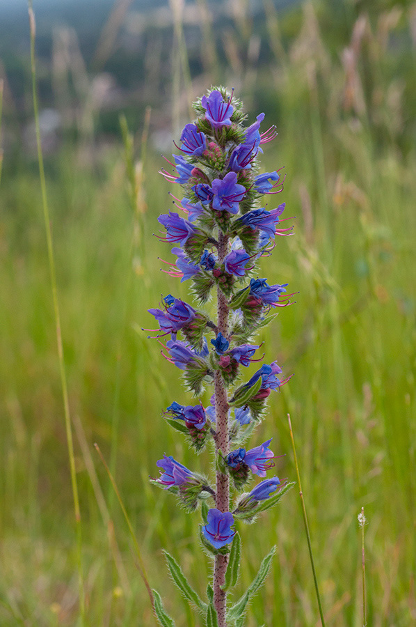 Echium_vulgare_Boxhurst