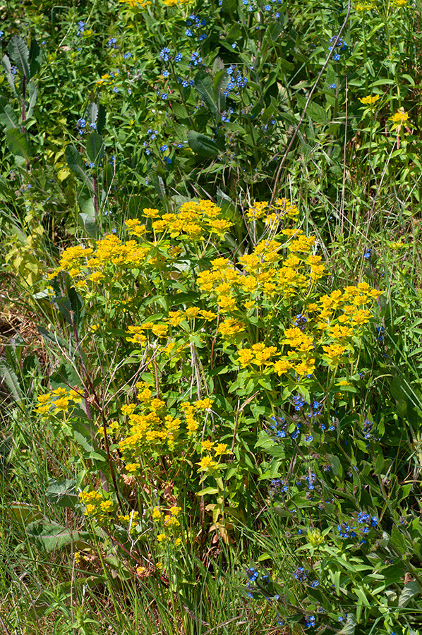 Euphorbia_oblongata_Priest_Hill