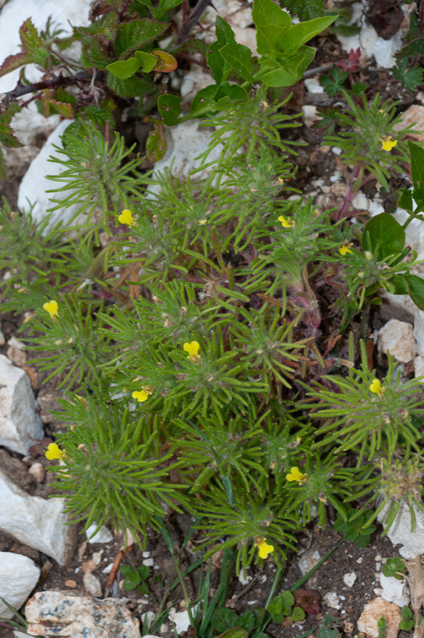 Ajuga_chamaepitys_Boxhurst