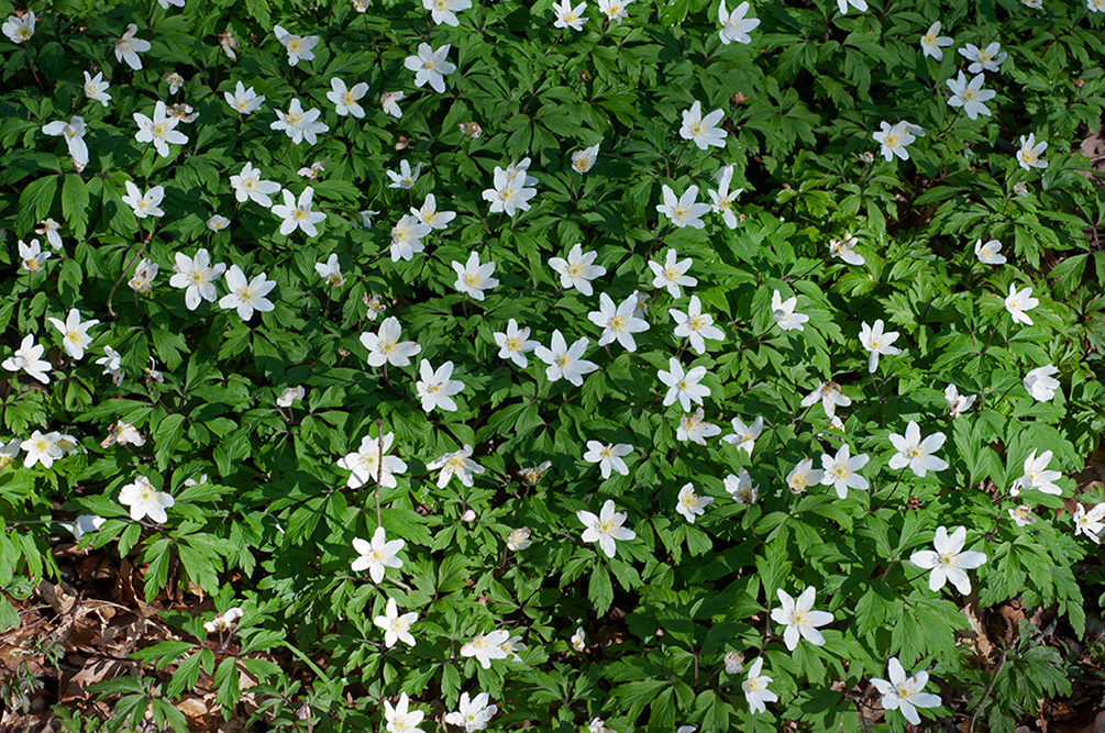 Anemone_nemorosa_Staffhurst3