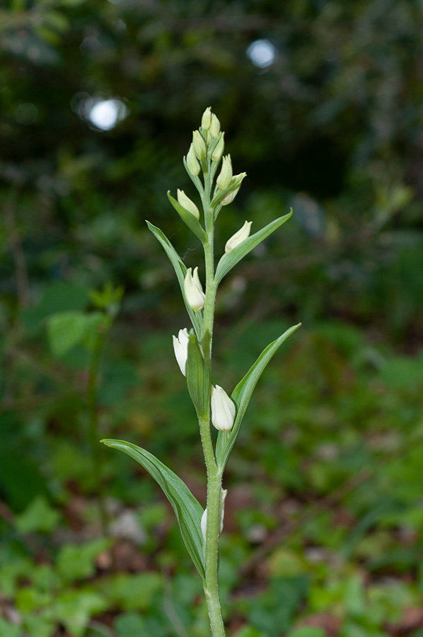 Cephalanthera_damasonium_Priest_Hill2