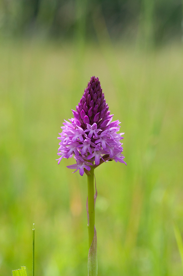 Anacamptis_pyramidalis_Chipstead