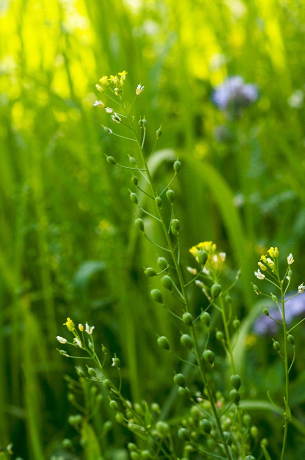 Camelina_sativa_Beddington