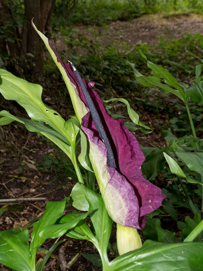 Dracunculus_vulgaris_Frylands2