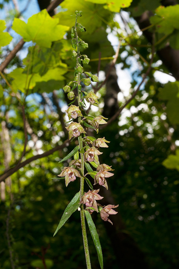 Epipactis_helleborine_Titsey