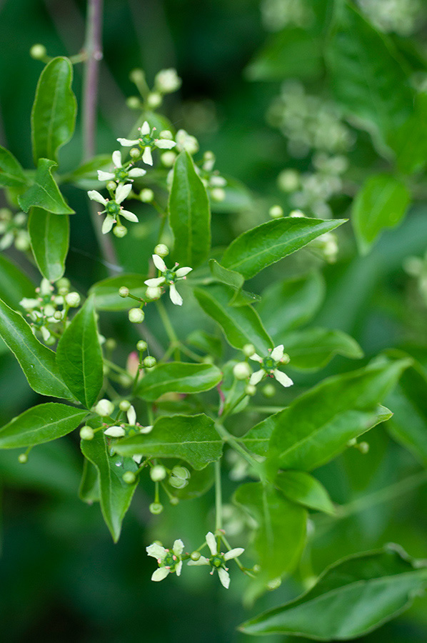 Euonymus_europaeus_Chipstead