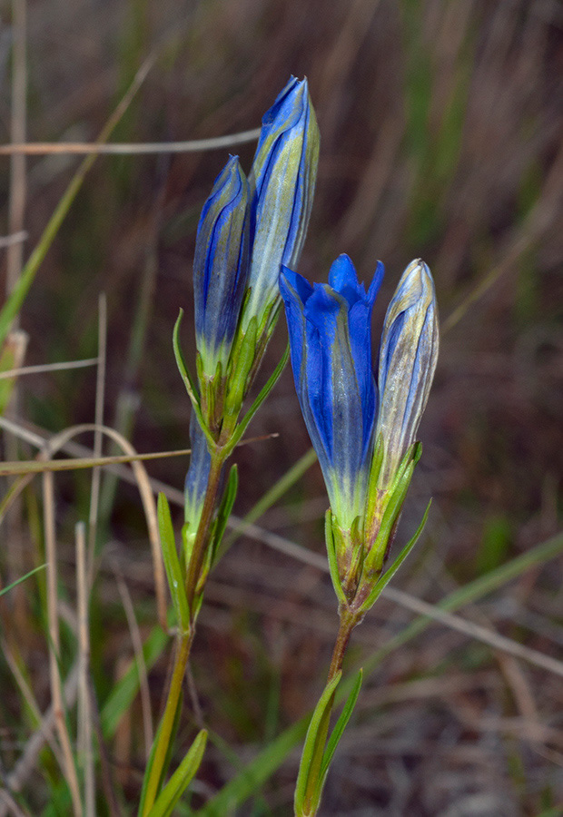 Gentiana_pneumonanthe_Chobham_Common