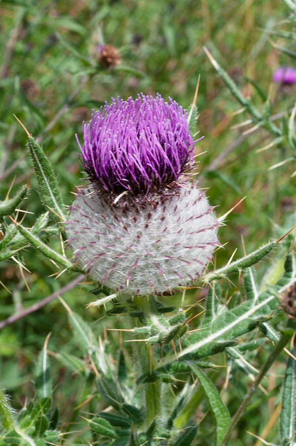 Cirsium_eriophorum_ Coulsdon7