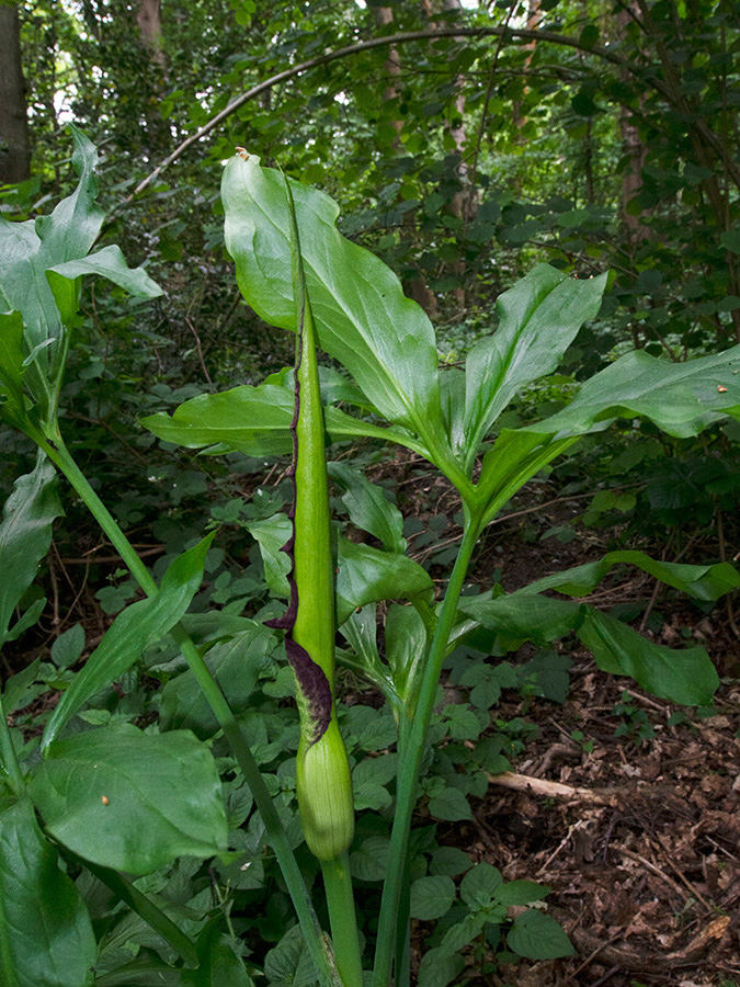 Dracunculus_vulgaris_Frylands