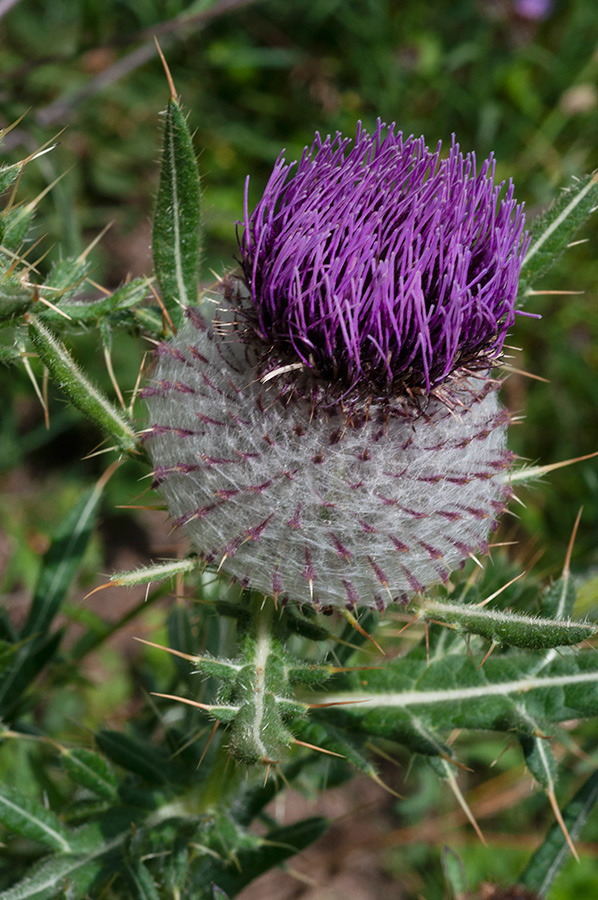 Cirsium_eriophorum_ Coulsdon6