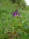 Anacamptis_morio_Howell_Hill