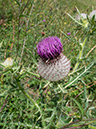 Cirsium_eriophorum_ Coulsdon