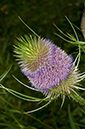 Dipsacus_fullonum_Titsey