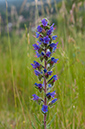 Echium_vulgare_Boxhurst