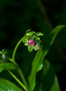 Cynoglossum_germanica_Box_Hill