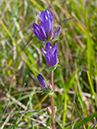 Campanula_glomerata_Boxhill