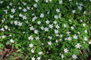 Anemone_nemorosa_Staffhurst3