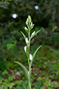 Cephalanthera_damasonium_Priest_Hill2