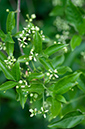 Euonymus_europaeus_Chipstead