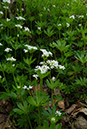 Galium_odoratum_Frylands_Wood