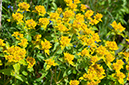 Euphorbia_oblongata_Priest_Hill2