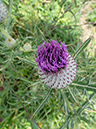 Cirsium_eriophorum_ Coulsdon2