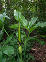 Dracunculus_vulgaris_Frylands