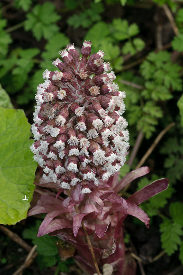 Petasites_hybridus_Wandle