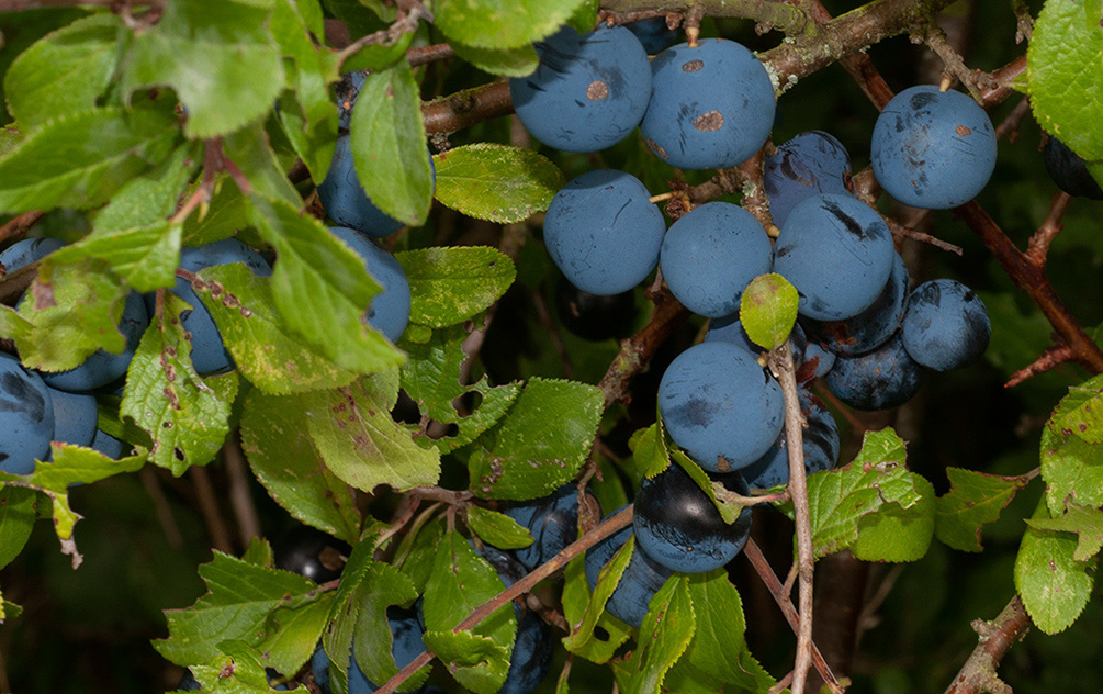 Prunus_spinosa_Farleigh