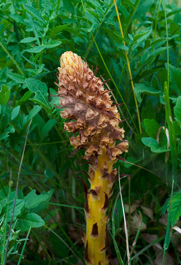 Orobanche_elatior_Howell_Hill