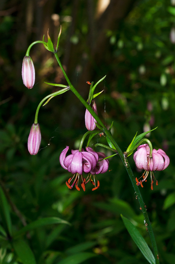 Lilium_martagon_Headley