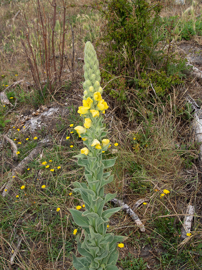 Verbascum_thapsus_Riddlesdown